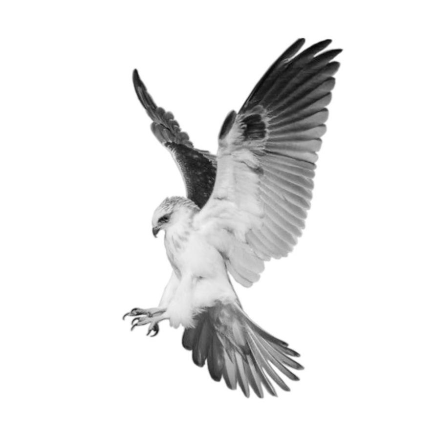 "Greifvogel im Angriff"