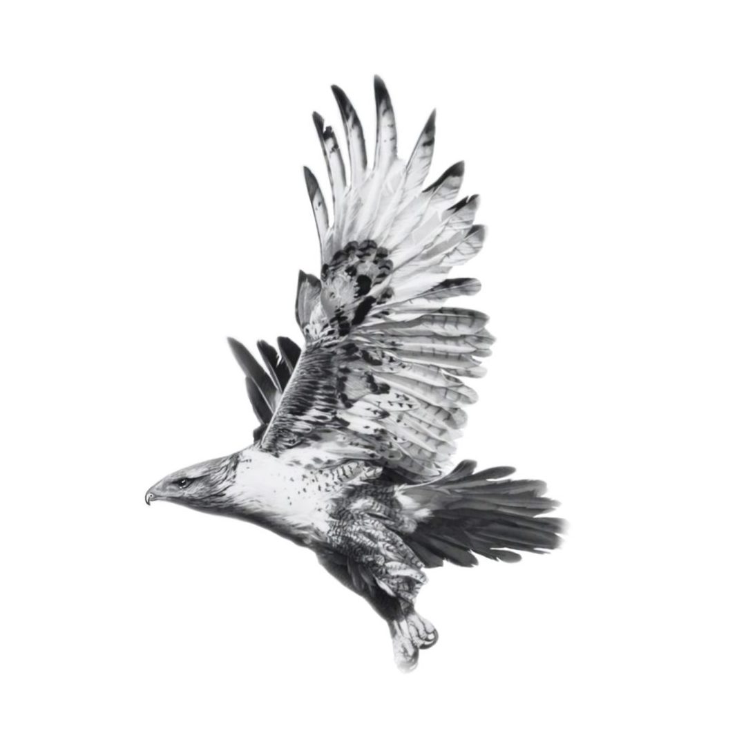 "Greifvogel Flug"