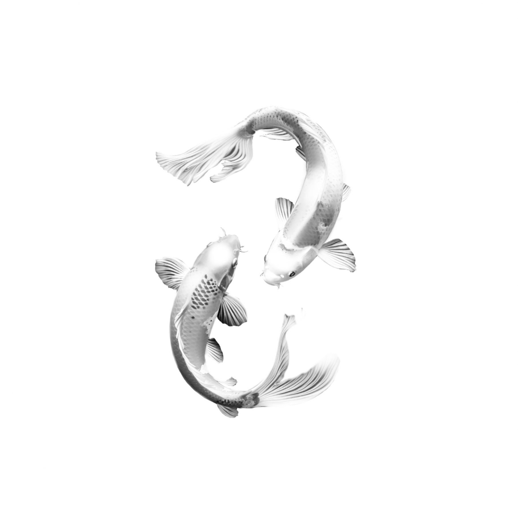 "Double Koi"