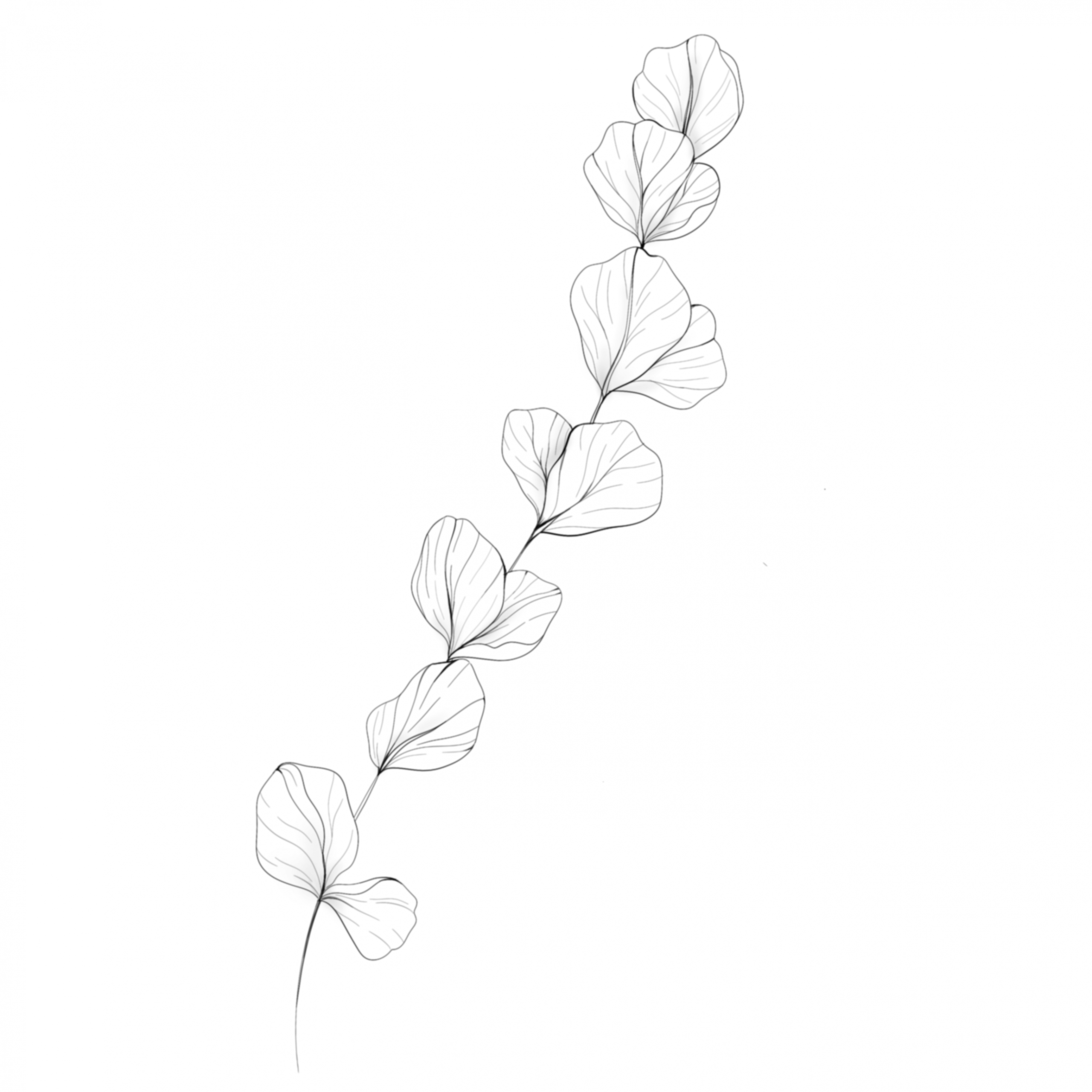 "Vine"